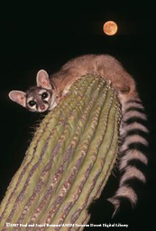 Ringtail Fact Sheet